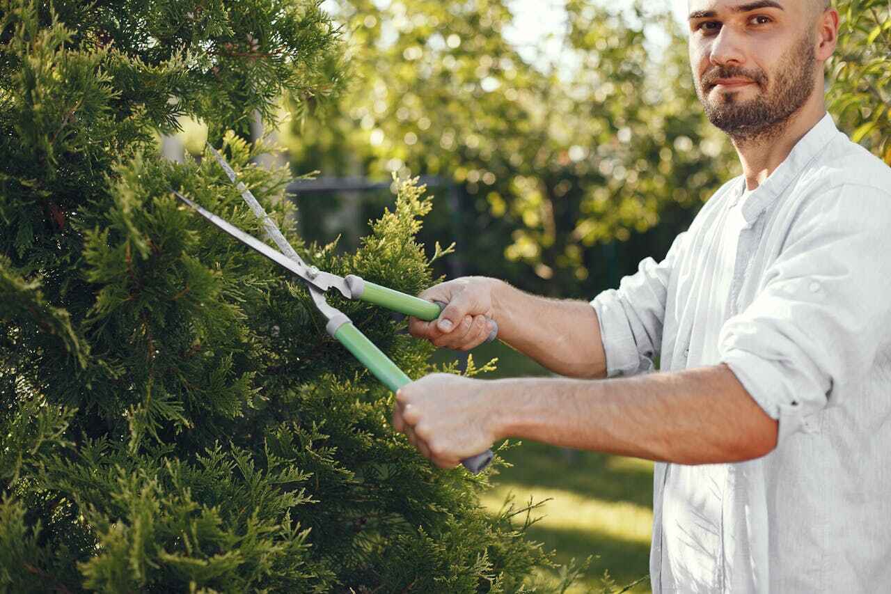 Best Affordable Tree Service  in USA